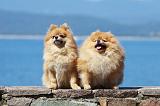 SPITZ ALLEMAND 359